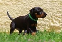 manchester-terrier-von-der-blattgoldstadt.de