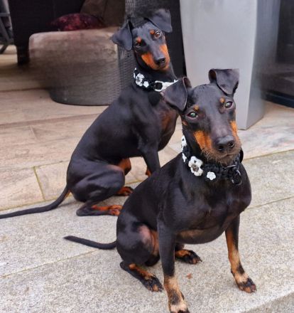 manchester-terrier-von-der-blattgoldstadt.de