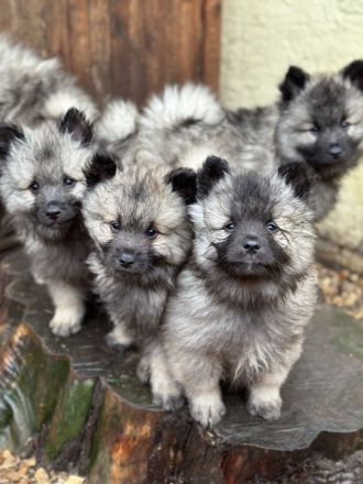 Wolfsspitz Welpen abzugeben