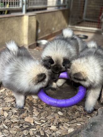 Wolfsspitz Welpen abzugeben