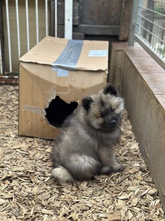 Wolfsspitz Welpen abzugeben