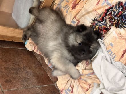 Wolfsspitz Welpen abzugeben