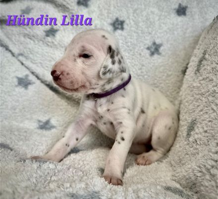 Dalmatiner Welpen