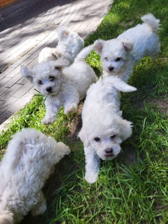 Bichon Frise welpen