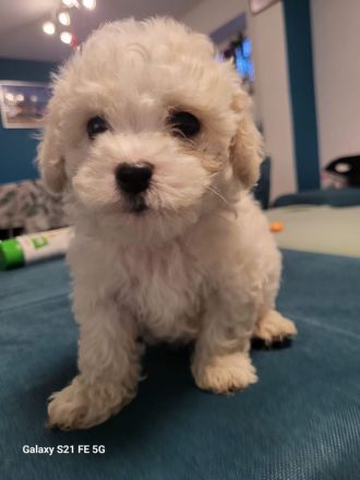 Bichon Frise welpen
