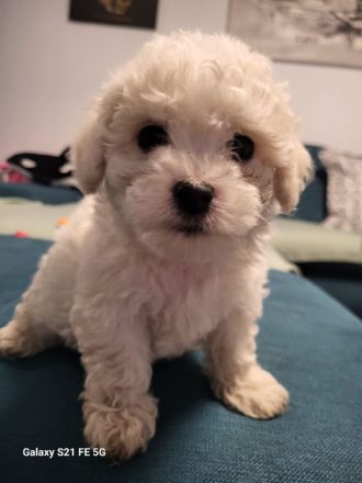 Bichon Frise welpen