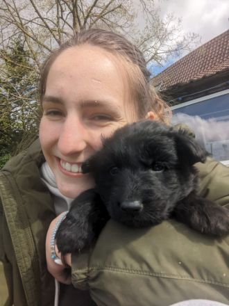 Altdeutsche Schäferhund Welpen