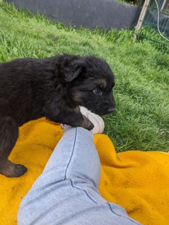 Altdeutsche Schäferhund Welpen