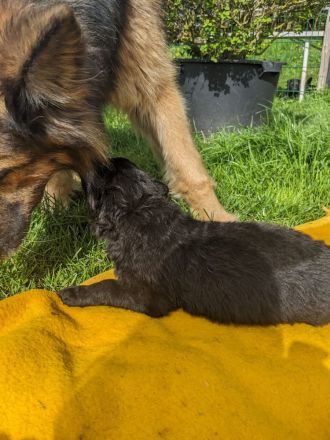 Altdeutsche Schäferhund Welpen