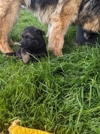 Altdeutsche Schäferhund Welpen