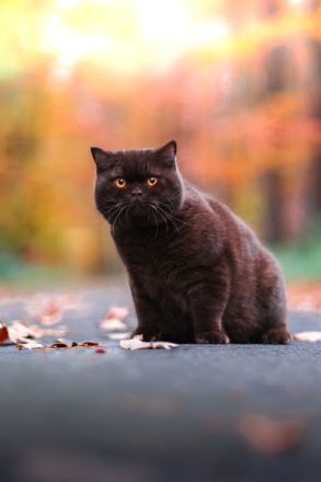 Picturestone´s Cattery