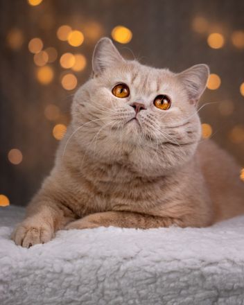 Picturestone´s Cattery