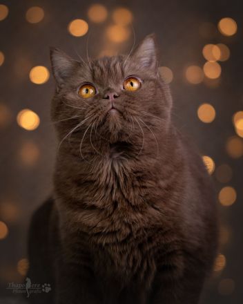 Picturestone´s Cattery