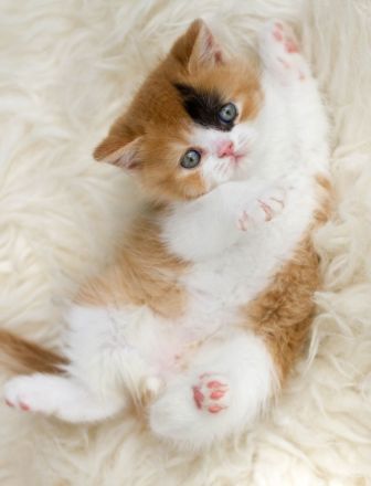 Picturestone´s Cattery