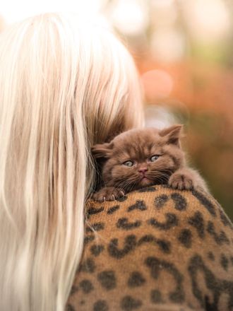 Picturestone´s Cattery