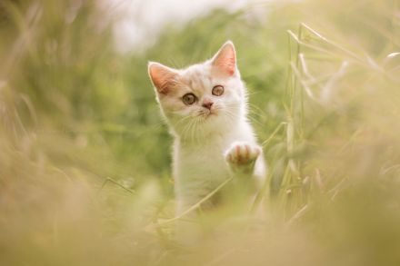 Picturestone´s Cattery