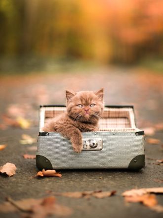 Picturestone´s Cattery