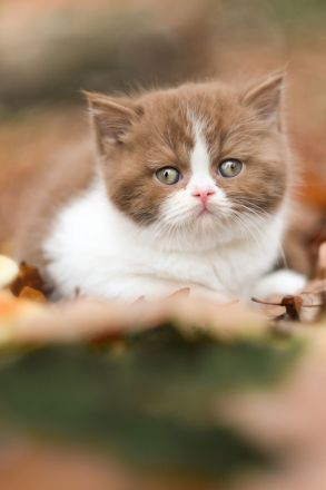 Picturestone´s Cattery