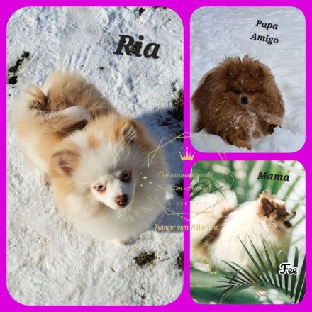 Zwinger vom Wällerland