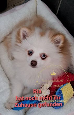 Zwinger vom Wällerland