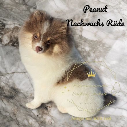 Zwinger vom Wällerland