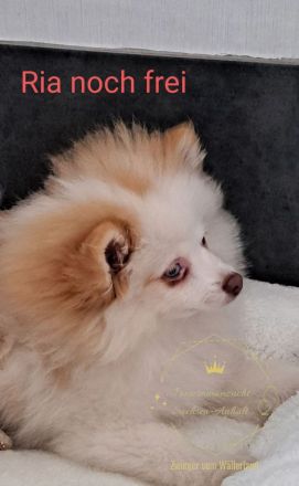 Zwinger vom Wällerland