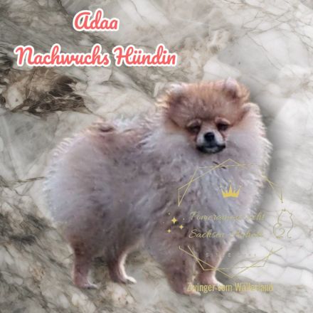 Zwinger vom Wällerland