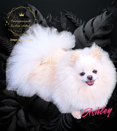 Zwinger vom Wällerland