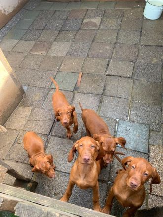 Welpen von Magyarvizsla