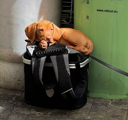 Welpen von Magyarvizsla