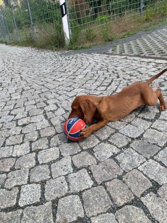 Welpen von Magyarvizsla