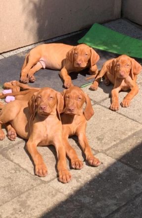 Welpen von Magyarvizsla