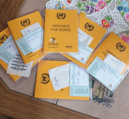 Welpen von Magyarvizsla