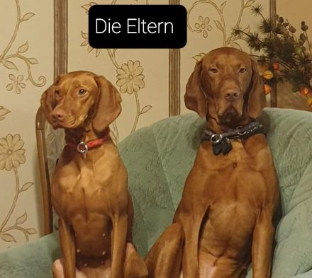 Welpen von Magyarvizsla