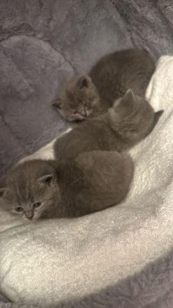 3 süße Katzen