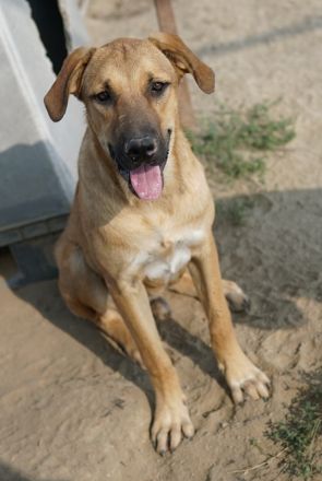 Hermann, geb. ca. 12/2023, lebt in Griechenland, auf einer privaten Pflegestelle