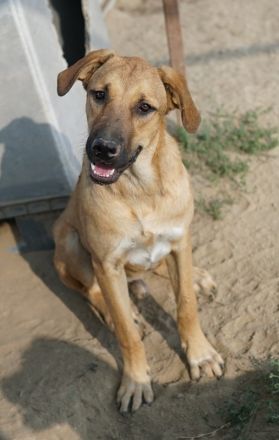 Hermann, geb. ca. 12/2023, lebt in Griechenland, auf einer privaten Pflegestelle