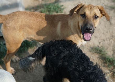 Hermann, geb. ca. 12/2023, lebt in Griechenland, auf einer privaten Pflegestelle