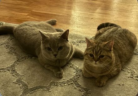 Britischkurzhaar Baby‘s