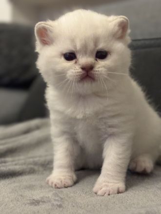 Britischkurzhaar Baby‘s