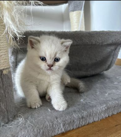 Britischkurzhaar Baby‘s