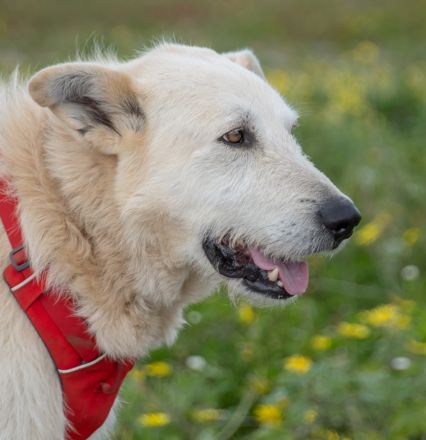 Obelix - ein tapferer Bursche