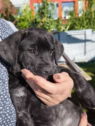 Cane Corso(Presa Canario) /Dt. Dogge Mix Welpen