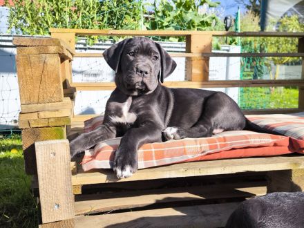 Cane Corso(Presa Canario) /Dt. Dogge Mix Welpen