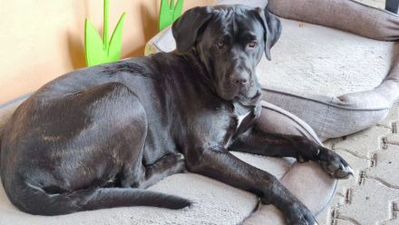 Cane Corso(Presa Canario) /Dt. Dogge Mix Welpen
