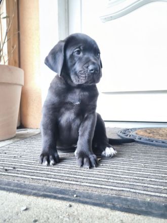 Cane Corso(Presa Canario) /Dt. Dogge Mix Welpen