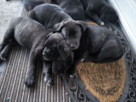 Cane Corso(Presa Canario) /Dt. Dogge Mix Welpen