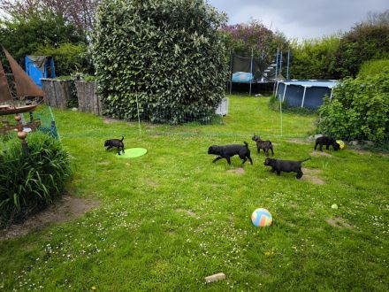 Cane Corso(Presa Canario) /Dt. Dogge Mix Welpen