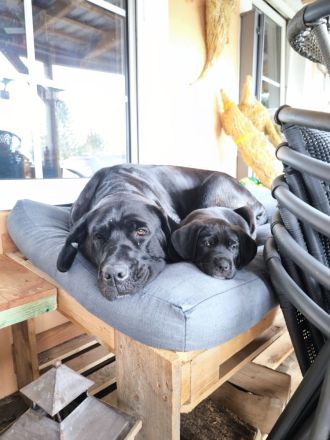 Cane Corso(Presa Canario) /Dt. Dogge Mix Welpen