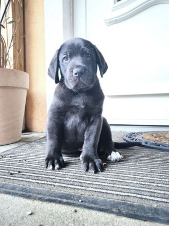 Cane Corso(Presa Canario) /Dt. Dogge Mix Welpen